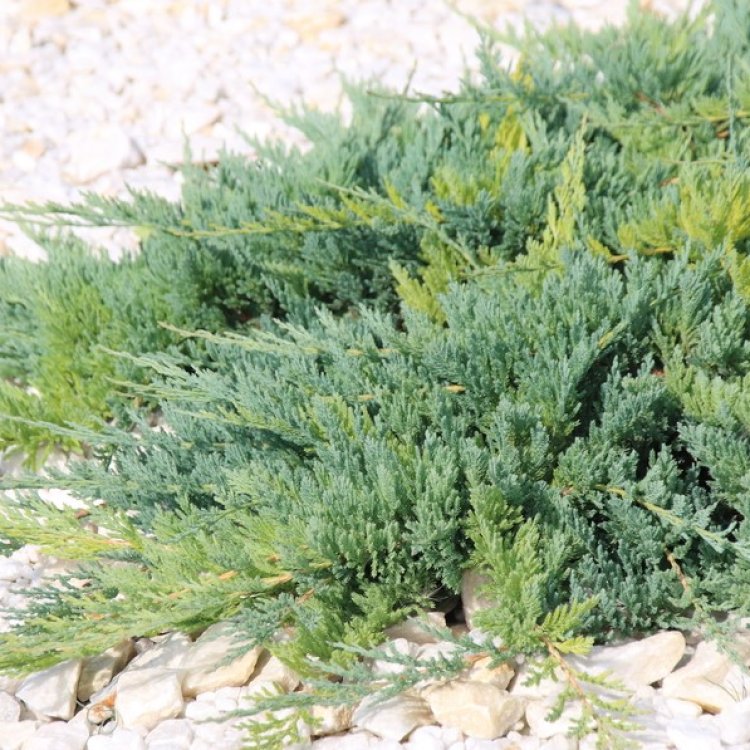 Borievka pingii (Juniperus pingii) ´PROSTRATA´ - výška 20-30 cm, kont. C2L